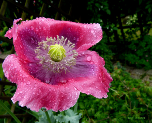 troszkę popadało :) **** ulub. gonzki **** #deszcz #krople #kwiaty #logród #przyroda