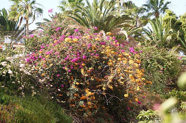 Wulkaniczna wyspa na Atlantyku, pełna kwiatów i zieleni. #Atlantic #Atlantyk #island #ocean #Teneriffe #Teneryfa #volcano #wulkan #wyspa