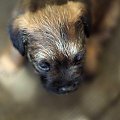 MIOT A (SAVAGE Melodia Szczurołapa & Pro Equi /FCI/ Comforion ) border terrier