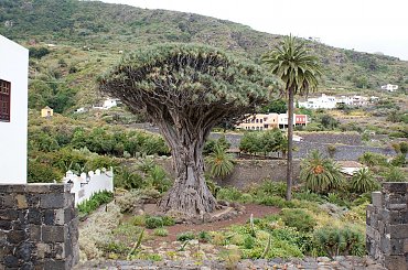 Wulkaniczna wyspa na Atlantyku, pełna kwiatów i zieleni. #Atlantic #Atlantyk #island #ocean #Teneriffe #Teneryfa #volcano #wulkan #wyspa