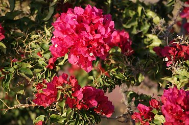 Wulkaniczna wyspa na Atlantyku, pełna kwiatów i zieleni. #Atlantic #Atlantyk #island #ocean #Teneriffe #Teneryfa #volcano #wulkan #wyspa