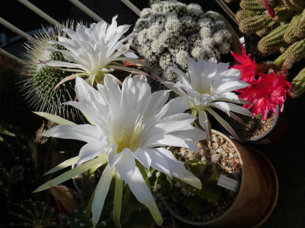 Echinopsis subdenudata #Kaktusy