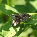 Autographa mandarina