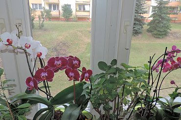 Moje domowe storczyki #Kwiaty #storczyki