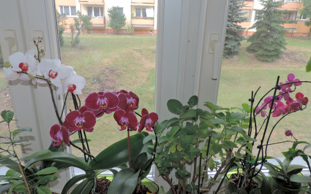 Moje domowe storczyki #Kwiaty #storczyki