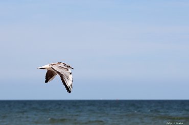 wakacje ... urlop ... plaża ... Sarbinowo, które głowy nie urywa , ale ? :) pozdrawiam Was kochani :) ... **** ulub. videll **** #morze #plaża #urlop #wakacje