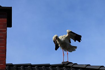 boćki przysiadły sobie na dachu domu, w którym mieszkamy - Sarbinowo, ul. Nadmorska #bociany #lato #ptaki #Sarbinowo