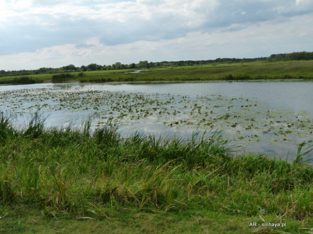 Rozlwiska Bugu w Kuligowie