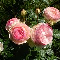 Eden Rose Floribunda