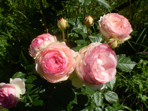 Eden Rose Floribunda