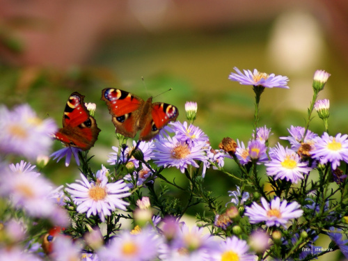 fruwające w ogródku ... **** ulub. videll **** #kwiaty #motyle #ogród #owady #pszczoły