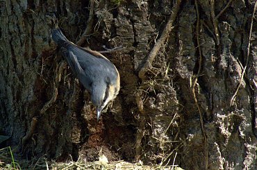 kowalik ... #kowaliki #park #ptaki #StrzelceOpolskie