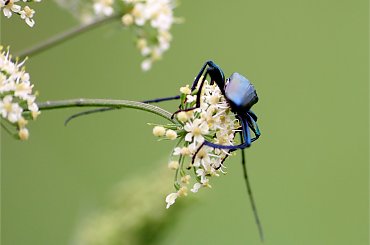 wonnica piżmówka (Aromia moschata) #AromiaMoschata #lato #łąka #owady #Sarbinowo #WonnicaPiżmówka #żuczki