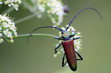 wonnica piżmówka (Aromia moschata) #AromiaMoschata #lato #łąka #owady #Sarbinowo #WonnicaPiżmówka #żuczki #chrząszcze
