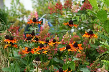 mój ogródkowy bałagan ... #jesień #kwiaty #ogród #owady #trawy #hortensje #rudbekie