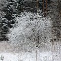 Zima w Gołdapi
