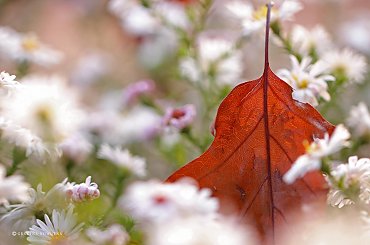 jesiennie ... #jesień #kwiaty #astry #liście #kolory