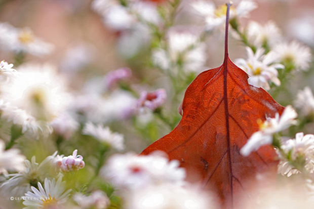jesiennie ... #jesień #kwiaty #astry #liście #kolory