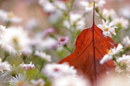 jesiennie ... #jesień #kwiaty #astry #liście #kolory