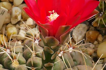 Gymnocalycium baldianum #kaktusy