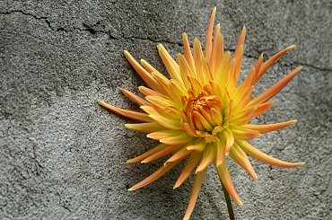 jesienny ogród ... **** ulub. lidiaizabela **** #jesień #kwiaty #ogród #dalie