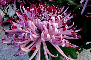 Zaduszkowy spacer po cmentarzu #cmentarz