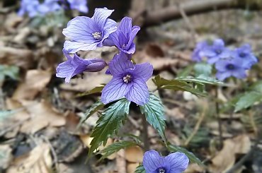 #góry #Tatry #Zakopane