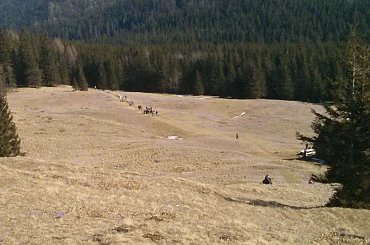 Krokusy na Kalatówkach #góry #Tatry #Zakopane