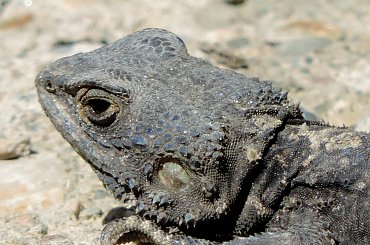 Jaszczurka (Turcja 2013) #Gady #Jaszczurki