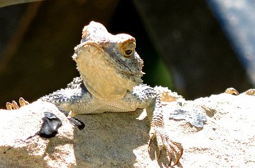 Jaszczurka (Turcja 2013) #Gady #Jaszczurki