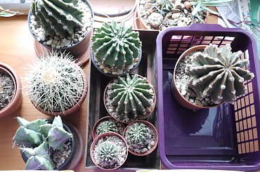 Echinopsisy #kaktusy