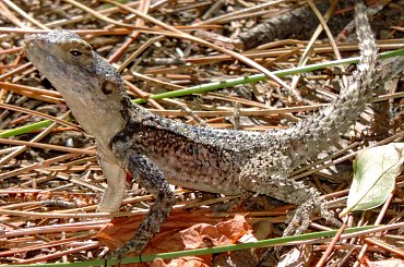 Jaszczurka (Turcja 2013) #Gady #Jaszczurki