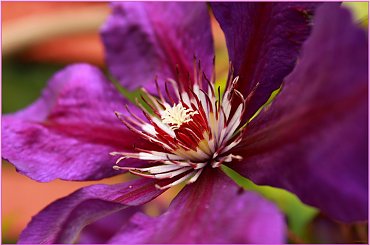 Powojnik (Clematis) #Powojnik #clematis #kwiat