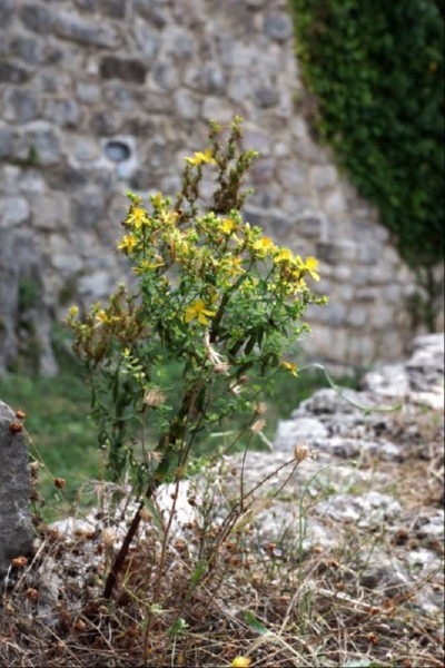 STARY BAR, CZARNOGÓRA