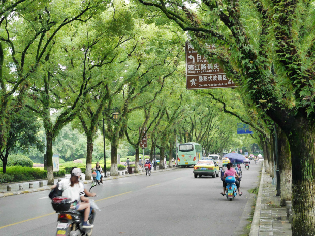 Każde miasto charakteryzowało się innym gatunkiem drzew wzdłuż ulic.