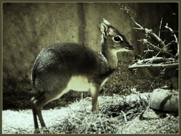 Dikdik