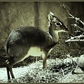 Dikdik