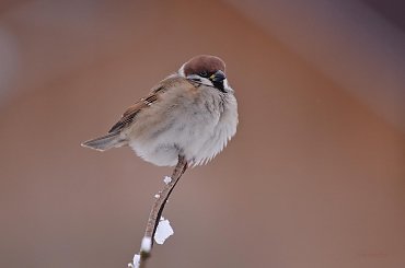 mazurek #ptaki #mazurek