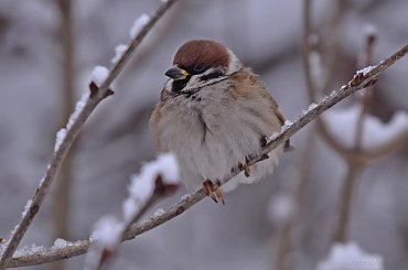 mazurek #ptaki #mazurek