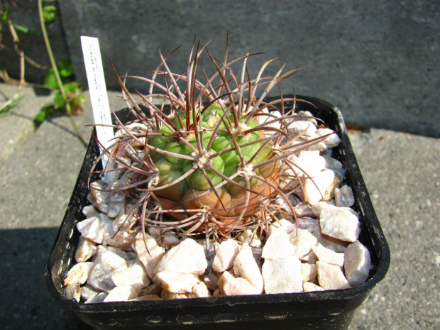 Gymnocalycium saglionis JO 768