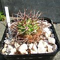 Gymnocalycium saglionis JO 768