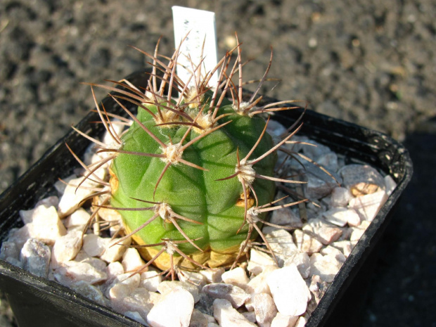 Gymnocalycium nigriareolatum JO 330