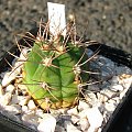 Gymnocalycium nigriareolatum JO 330