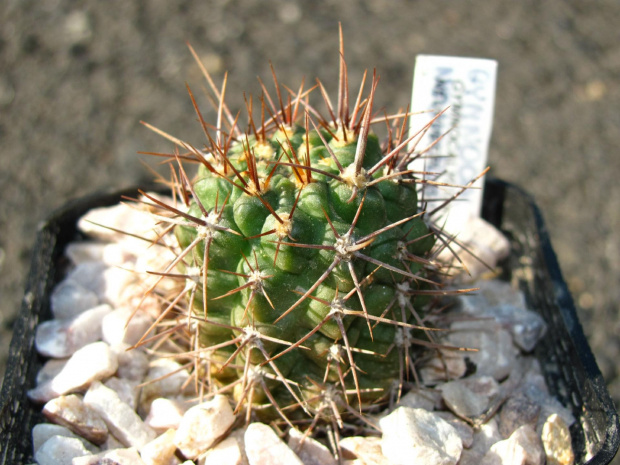 Gymnocalycium neuhuberi JO 779