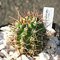 Gymnocalycium neuhuberi JO 779