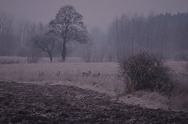 #pola #Styczeń2015 #zima