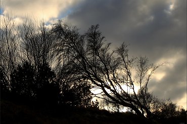 ... zachodni wiatr ... #drzewa #wiatr #wydmy