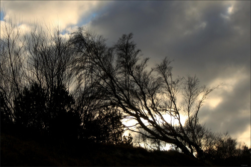 ... zachodni wiatr ... #drzewa #wiatr #wydmy