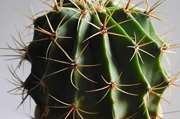 Ferrocactus histrix #kakatusy