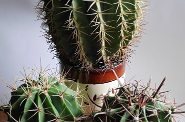 Ferocactusy: glaucescens, histrix i stainessi #kakatusy